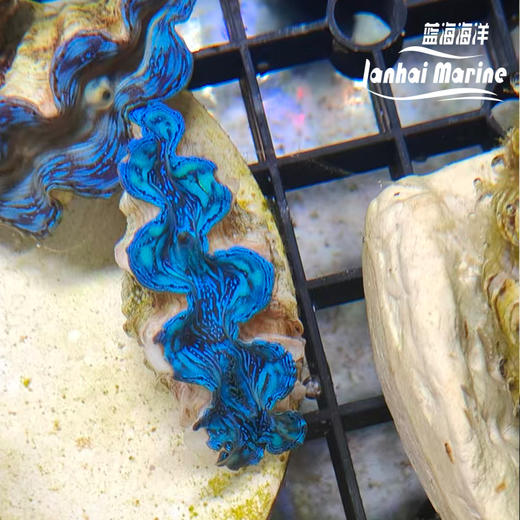 彩色砗磲-蓝 商品图2