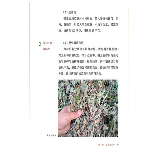 薄荷 一味清凉 清湖说中医药食同源 李菁 石继连 重点梳理了薄荷的历史渊源 炮制方法 食养食疗机制等内容 中国医药科技出版社 商品图4