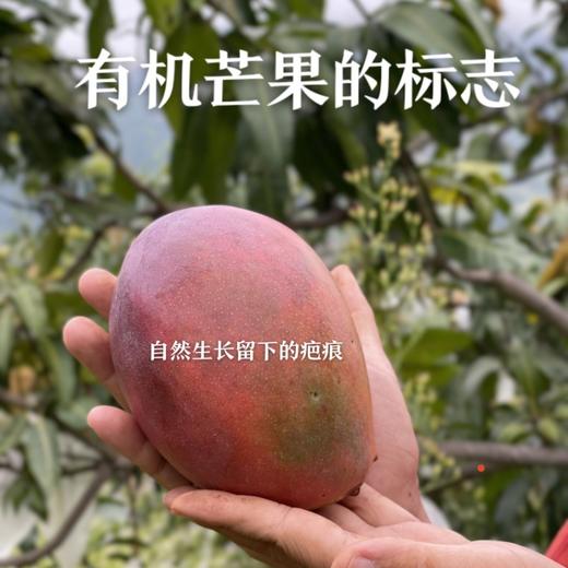 云南干热河谷高原有机贵妃芒果 商品图1