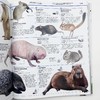 DK动物知识百科全书 英文原版 Knowledge Encyclopedia Animal 英文版儿童动物科普百科 精装进口原版英语书籍 商品缩略图2