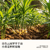 【精选云南罗平小黄姜】喜善花房 小黄姜熟丸 小巧颗粒易下咽 口感好 易吸收 250g/罐 商品缩略图1
