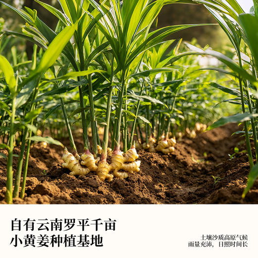 【精选云南罗平小黄姜】喜善花房 小黄姜熟丸 小巧颗粒易下咽 口感好 易吸收 250g/罐 商品图1