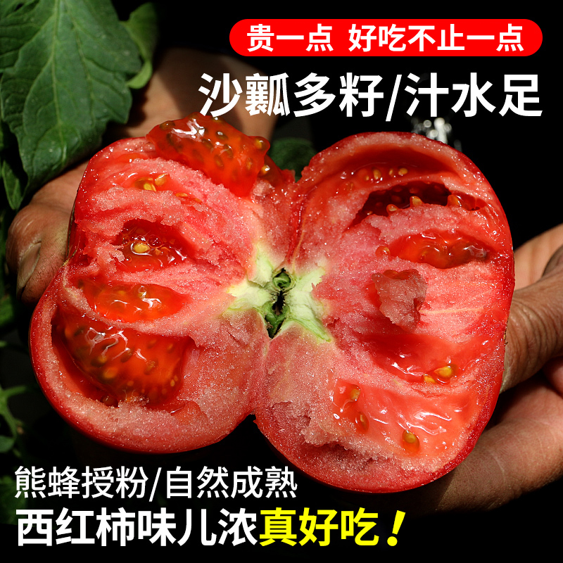 新鲜现摘流沙番茄 1斤 农家沙瓤 西红柿  自然生长 不催熟 酸甜多汁 番茄