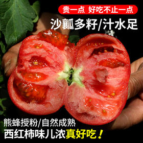 新鲜现摘流沙番茄 1斤 农家沙瓤 西红柿  自然生长 不催熟 酸甜多汁 番茄