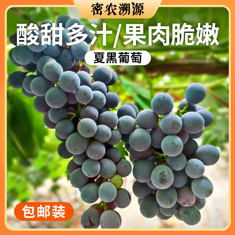密云新鲜现摘夏黑葡萄 2斤  无籽 黑珍珠 满嘴爆甜 汁水足 新鲜水果
