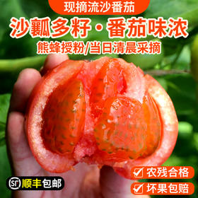 新鲜现摘流沙番茄包邮装 农家沙瓤流沙番茄    自然成熟   酸甜多汁  西红柿