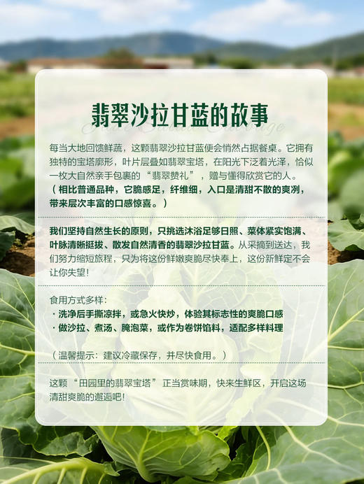 MM 山姆 翡翠沙拉甘蓝 1kg 商品图4