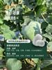 MM 山姆 香芋糯冬瓜 2.2kg 商品缩略图4