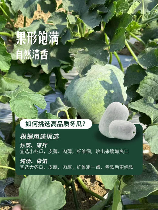 MM 山姆 香芋糯冬瓜 2.2kg 商品图4