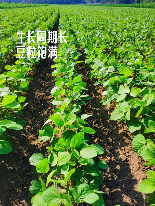 MM 山姆 手剥毛豆仁 400g 商品图4