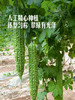 MM 山姆 珍珠苦瓜 1kg 商品缩略图4