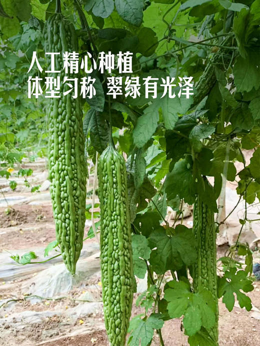 MM 山姆 珍珠苦瓜 1kg 商品图4