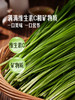 MM 山姆 有机韭菜 600g 商品缩略图5