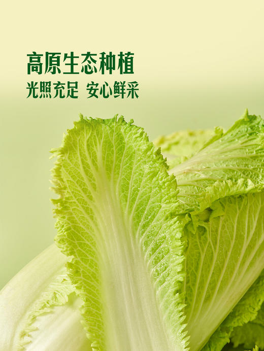 MM 山姆 高原龙芽白菜 1kg 商品图5