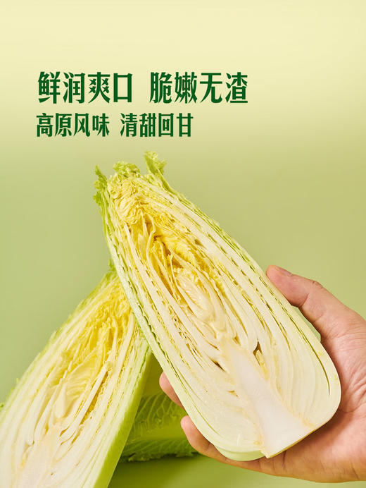 MM 山姆 高原龙芽白菜 1kg 商品图6