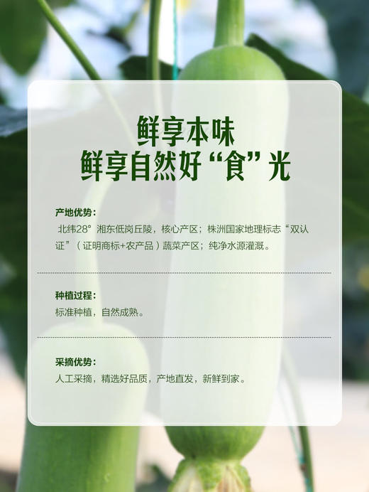 MM 山姆 白关丝瓜 800g 商品图3