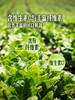 MM 山姆 Member's Mark 有机奶白菜苗 600g 商品缩略图5