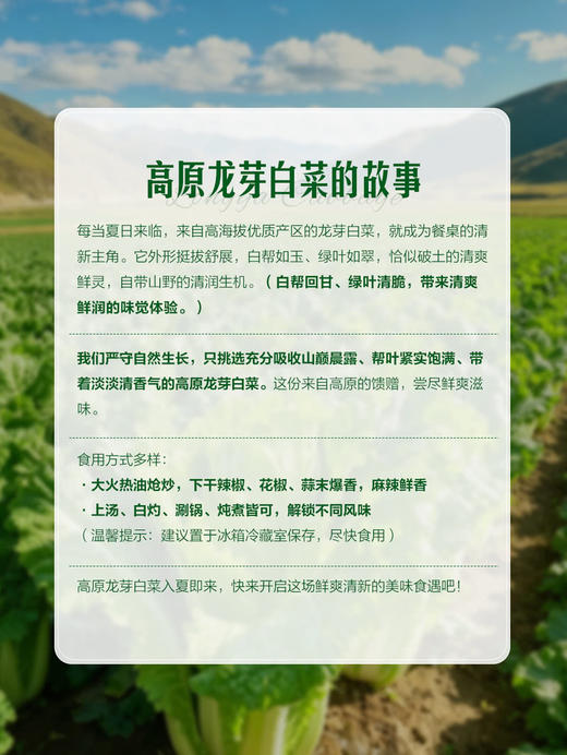 MM 山姆 高原龙芽白菜 1kg 商品图4