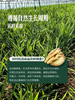 MM 山姆 青州鲜嫩姜 400g 商品缩略图4