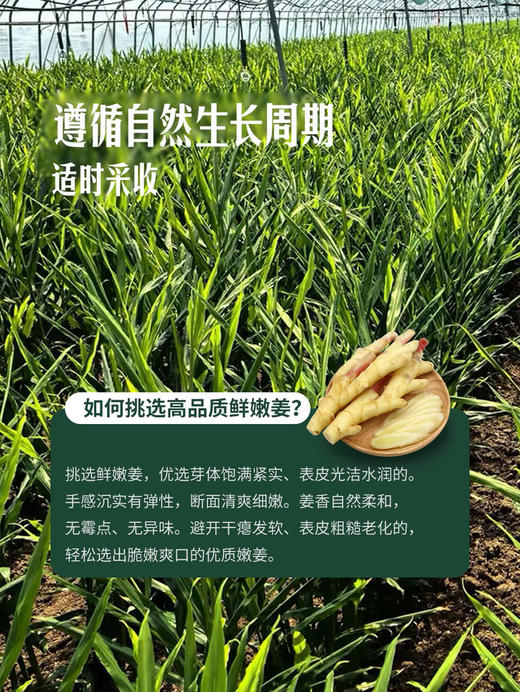 MM 山姆 青州鲜嫩姜 400g 商品图4