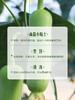 MM 山姆 白关丝瓜 800g 商品缩略图6