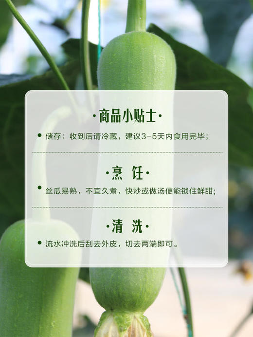 MM 山姆 白关丝瓜 800g 商品图6
