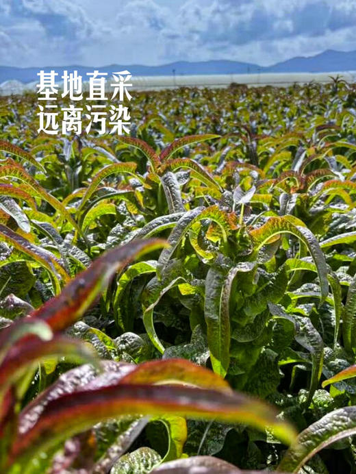 MM 山姆 高原香莴笋 1.2kg 商品图4