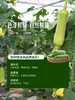 MM 山姆 白关丝瓜 800g 商品缩略图4
