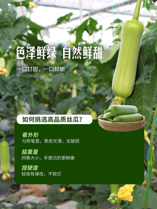 MM 山姆 白关丝瓜 800g 商品图4