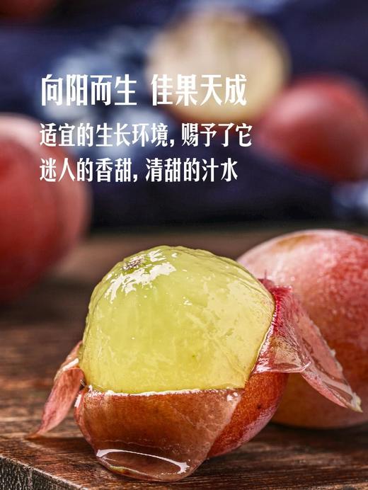 MM 山姆 妮娜葡萄 1.36kg 商品图5