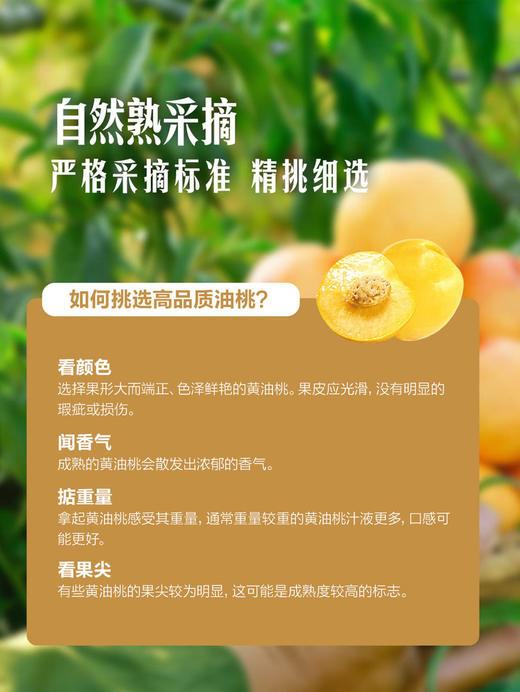 MM 山姆 金黄油桃 2kg 商品图4