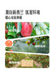 MM 山姆 索尼娅苹果 1.5kg 商品缩略图4