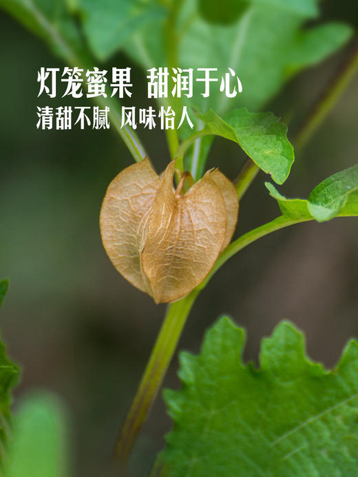 MM 山姆 菇娘果 500g 商品图4