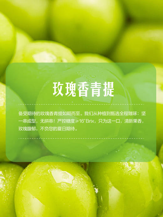 MM 山姆 自然熟玫瑰香青提 1.5kg 商品图5