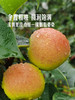 MM 山姆 太阳雪梨 1.5kg 商品缩略图4