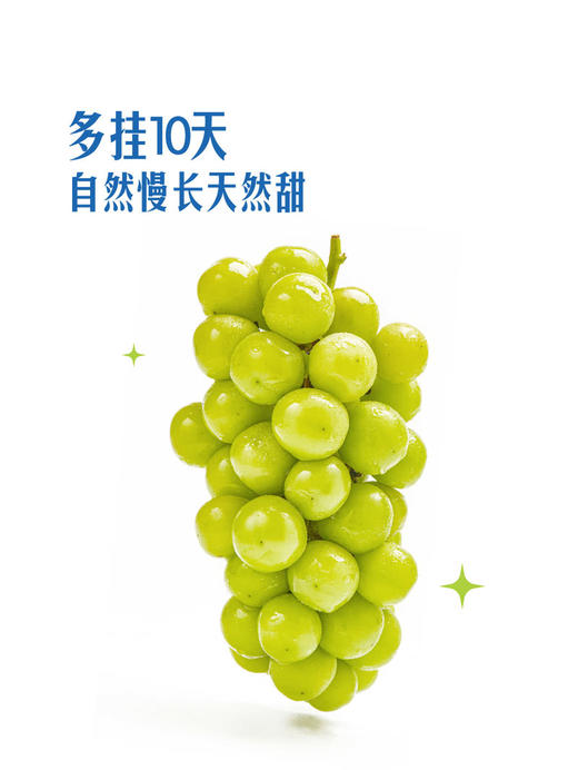 MM 山姆 自然熟玫瑰香青提 1.5kg 商品图2