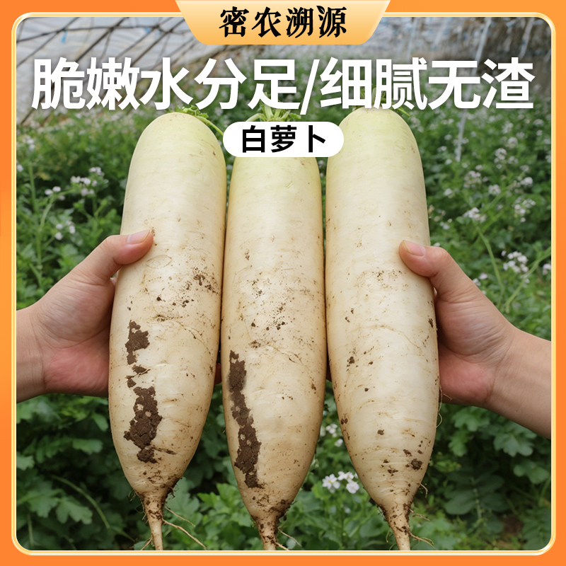 密云种植新鲜白萝卜400g 水份多 不发糠  新鲜蔬菜  萝卜