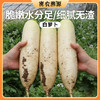 密云种植新鲜白萝卜400g 水份多 不发糠  新鲜蔬菜  萝卜 商品缩略图0