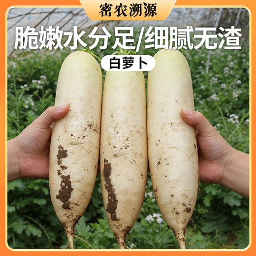 密云种植新鲜白萝卜400g 水份多 不发糠  新鲜蔬菜  萝卜 商品图0