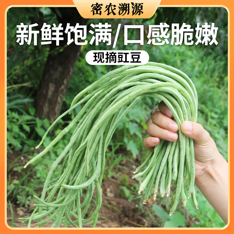 密云新鲜现摘农家豇豆300g  口感嫩滑  肉质肥厚  豆荚细长  豇豆角