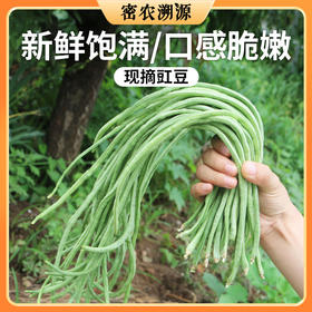 密云新鲜现摘农家豇豆300g  口感嫩滑  肉质肥厚  豆荚细长  豇豆角