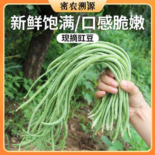密云新鲜现摘农家豇豆300g  口感嫩滑  肉质肥厚  豆荚细长  豇豆角 商品图0