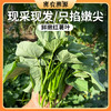 密云新鲜现摘红薯叶300g    农家肥种植  鲜嫩可口  吃法多样 商品缩略图10