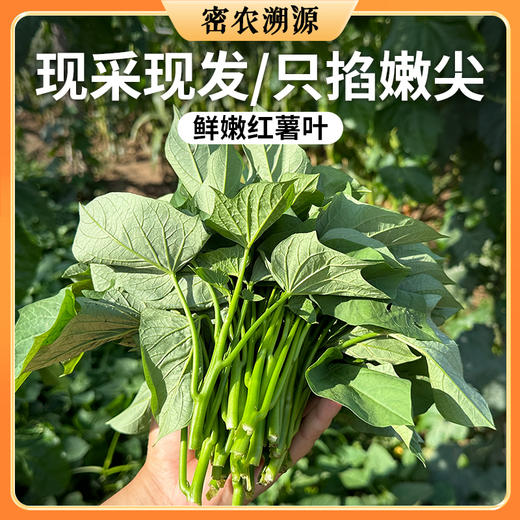 密云新鲜现摘红薯叶300g    农家肥种植  鲜嫩可口  吃法多样 商品图10