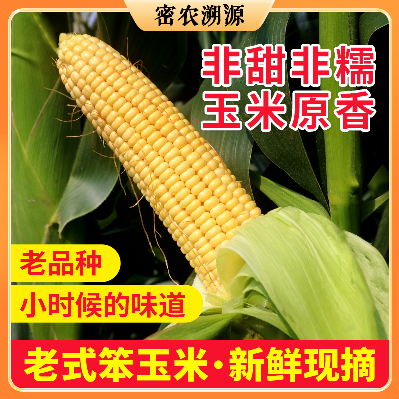 密云新鲜现掰老玉米包邮装 笨棒子  笨玉米  不甜不糯  清香味浓  儿时味道 农家老玉米