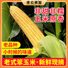 密云新鲜现掰老玉米包邮装 笨棒子  笨玉米  不甜不糯  清香味浓  儿时味道 农家老玉米 商品缩略图0