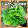 密云农家木耳菜300g  农家肥种植  每天新鲜采摘  柔嫩软滑  清新爽口 商品缩略图0