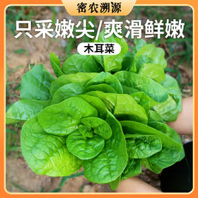 密云农家木耳菜300g  农家肥种植  每天新鲜采摘  柔嫩软滑  清新爽口