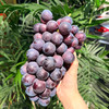 新鲜水果 丹江口晚熟夏黑葡萄9.9元/斤(称重退差，多退少补)  商品缩略图1