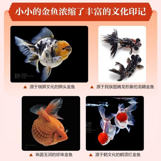 水舞华章：中国金鱼传奇 商品图2